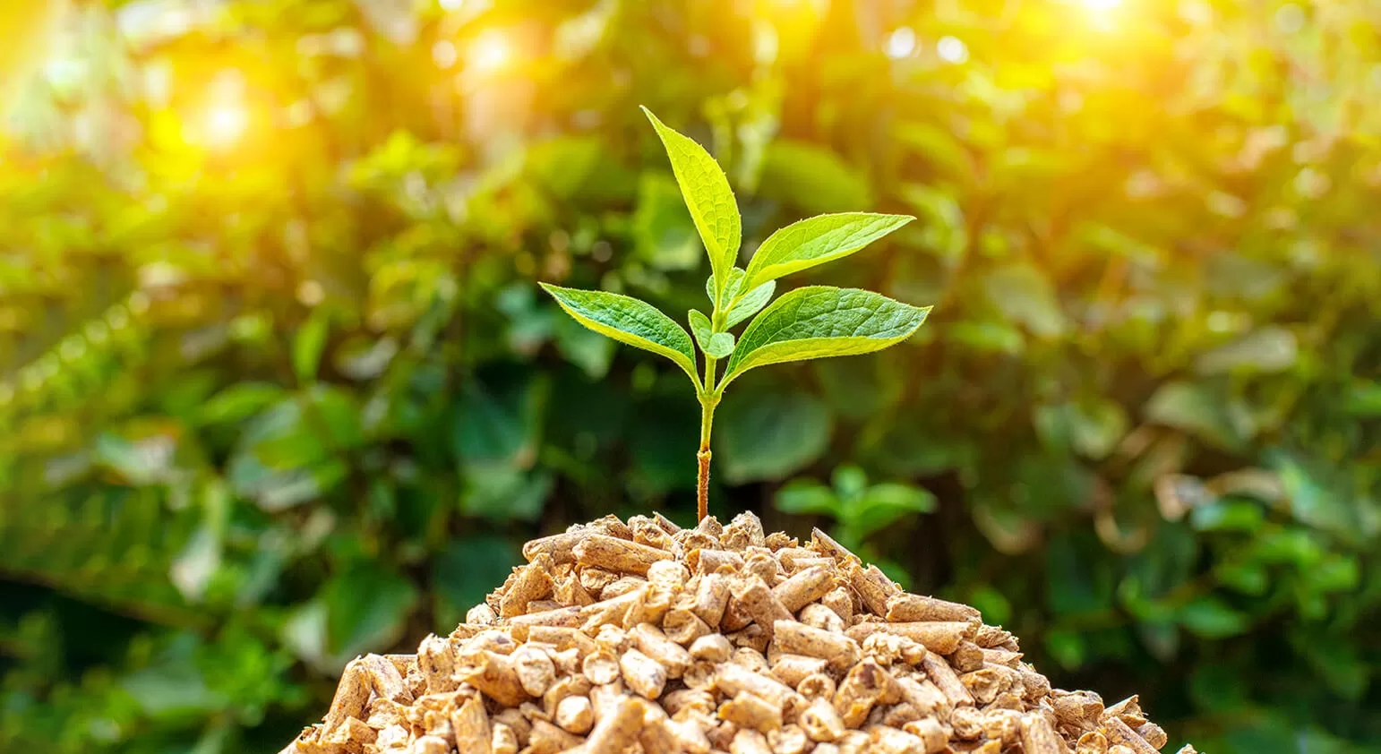 انرژی زیست توده چیست؟